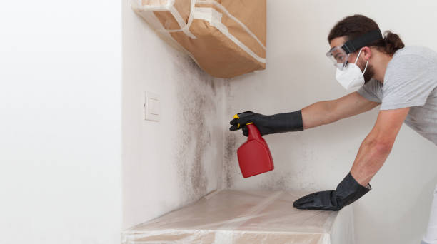Professional Mold Remediation technician working in East Walpole, MA