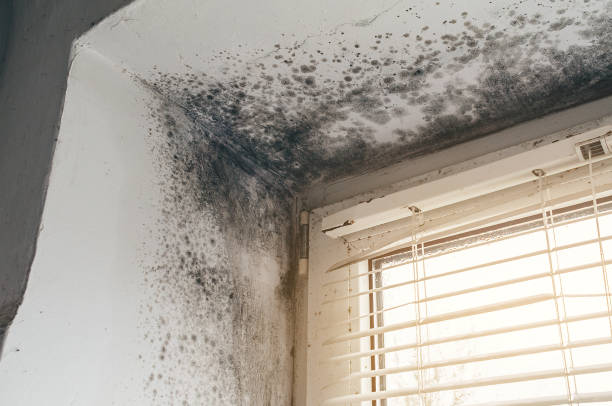 Affordable Mold Remediation solutions in East Walpole, MA